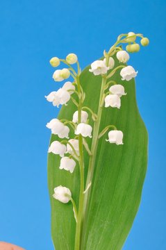 lily of the valley