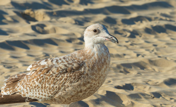 Gull standing on a beach along a sea
