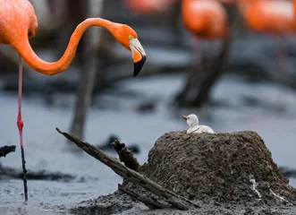 Photo sur Plexiglas Flamant Flamant des Caraïbes sur un nid avec des poussins. Cuba. Une excellente illustration.