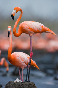 Caribbean Flamingo On A Nest With Chicks. Cuba. An Excellent Illustration.