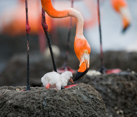 Fototapeta premium Caribbean flamingo on a nest with chicks. Cuba. An excellent illustration.
