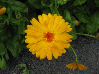 Blühende Ringelblume