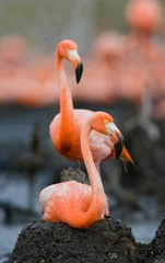 Foto auf Acrylglas Flamingo Karibischer Flamingo auf einem Nest mit Küken. Kuba. Eine hervorragende Illustration.