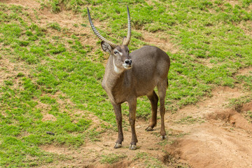 Common Waterbuck Kobus ellipsiprymnus