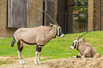 Naklejka na ściany i meble Oryx gazella