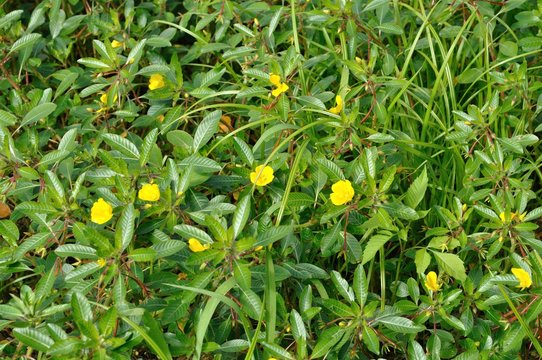 Large flower Primrose