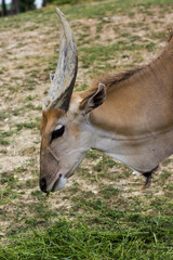 Eland