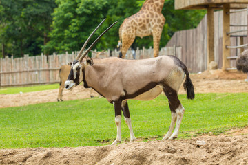 Oryx gazella