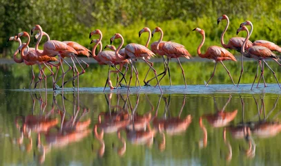 Deurstickers Flamingo Caraïbische flamingo die zich in water met bezinning bevindt. Cuba. Een uitstekende illustratie.