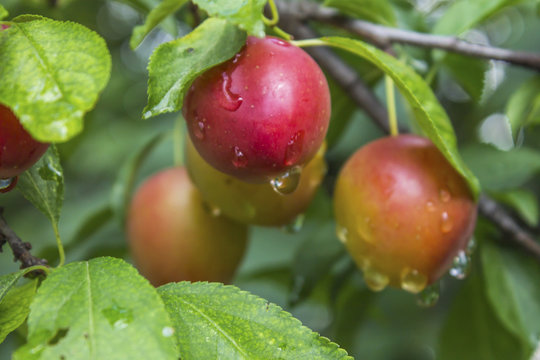Plums tree with drops