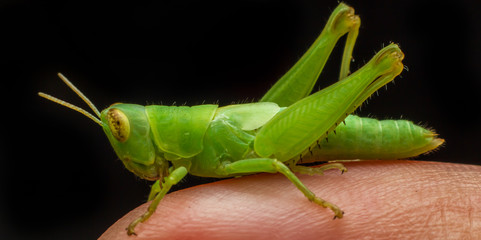 green grasshopper on stone back ground