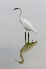 Egret