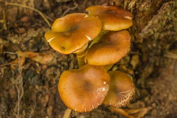 mushroom in the forest mountain in France