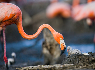 Fototapeta premium Caribbean flamingo on a nest with chicks. Cuba. An excellent illustration.