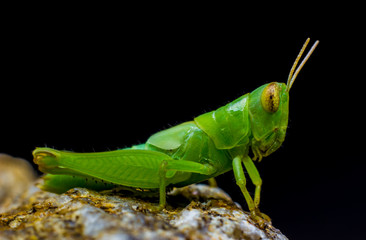 green grasshopper on stone back ground