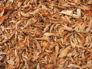 Surface of the ground in the park, covered with fallen leaves