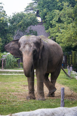 Fototapeta premium The elephant.