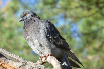 Голуб в лесу.