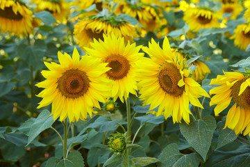 Fototapeta premium Yellow flowers of sunflower