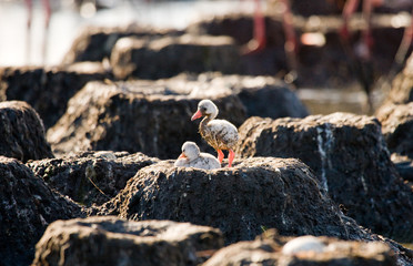 Little chick Caribbean flamingo. CUBA. An excellent illustration.