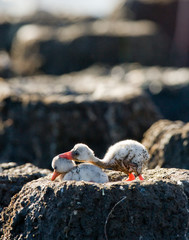 Little chick Caribbean flamingo. CUBA. An excellent illustration.