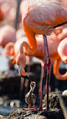 Obraz premium Caribbean flamingo on a nest with chicks. Cuba. An excellent illustration.