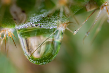 Macro of a drop of water on a cactus.