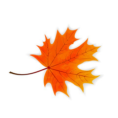 Maple leaf