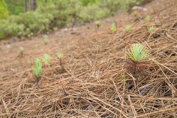 Gran Canaria, Nature Park Tamadaba