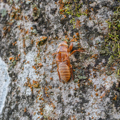 Cicada