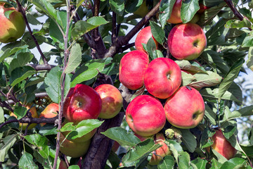 Dutch orchard with maturing apples
