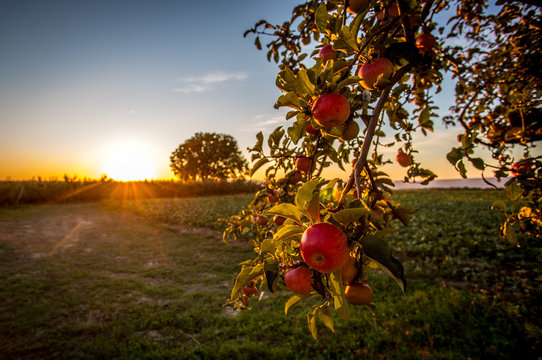 Reife Äpfel in der Abendsonne