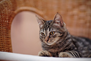 Portrait of a striped domestic kitten on a wicker chair
