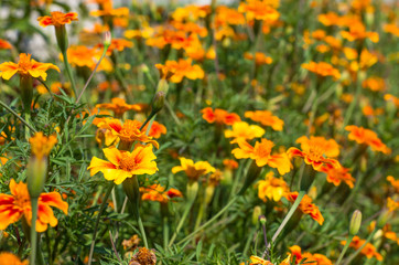 Marigold flowers in the sunlight