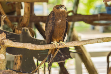 Black Hawk