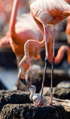 Naklejka premium Caribbean flamingo on a nest with chicks. Cuba. An excellent illustration.