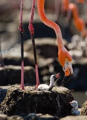 Aluminium Prints Flamingo Caribbean flamingo on a nest with chicks. Cuba. An excellent illustration.