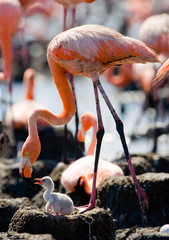Naklejka premium Caribbean flamingo on a nest with chicks. Cuba. An excellent illustration.