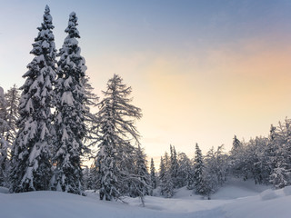 Winter forest in Julian Alps mountains