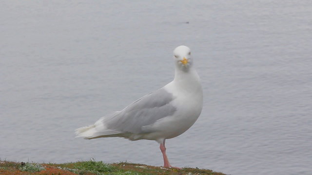 Large white Jonathan Livingston Seagull sits on cliff above sea
