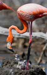 Fototapeta premium Caribbean flamingo on a nest with chicks. Cuba. An excellent illustration.