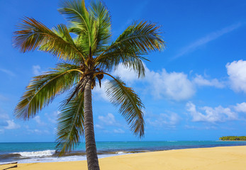 Obraz na płótnie Canvas Palm Ocean Sky