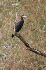 cormoran oiseau pêcheur
