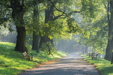 Alley in the autumn park