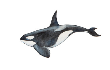 Watercolor killer whale