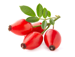 Rose hip with leaves