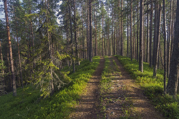 Forest road climbs the hill.