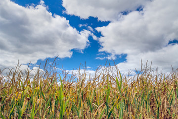 Corn and Clouds