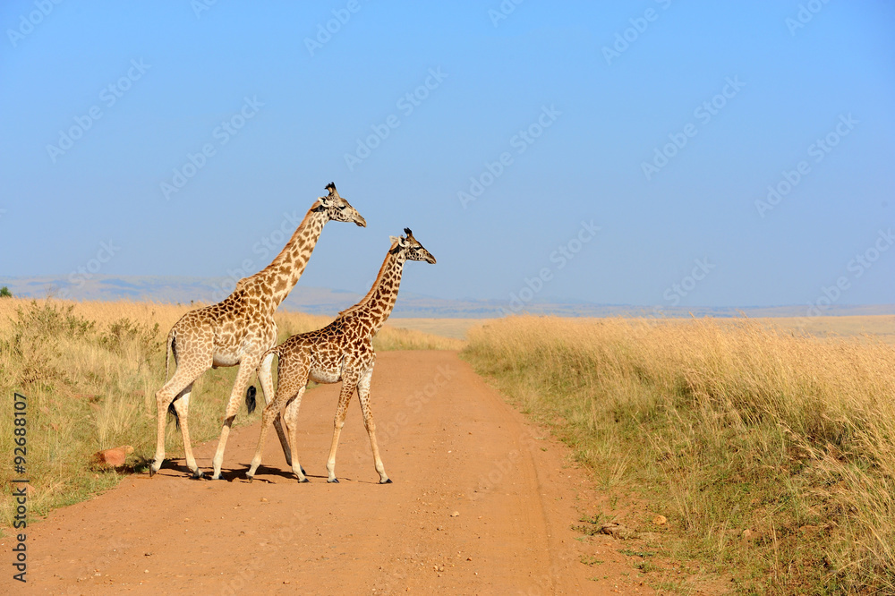 Wall mural giraffe