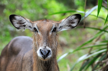 Waterbuck